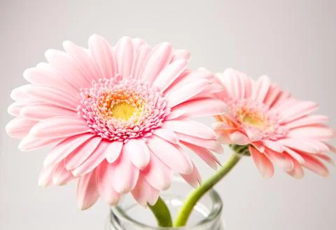 Gerbera flowers Stock Photos