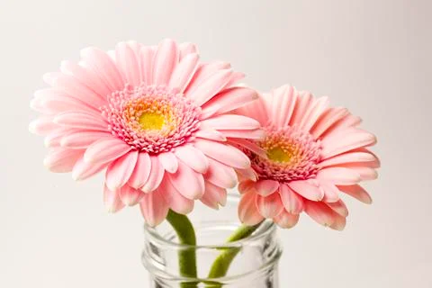 Gerbera flowers Stock Photos