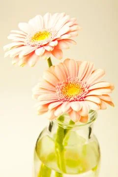 Gerbera flowers Stock-Fotos
