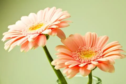 Gerbera flowers Stock Photos