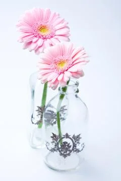 Gerbera flowers Stock Photos
