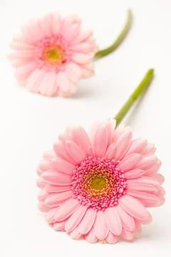 Gerbera flowers Stock Photos