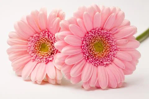 Gerbera flowers Stock Photos