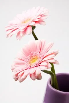 Gerbera flowers Stock-Fotos