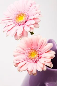 Gerbera flowers Foto stock