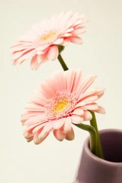 Gerbera flowers Stock Photos