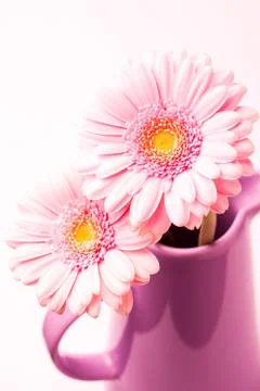 Gerbera flowers Foto stock