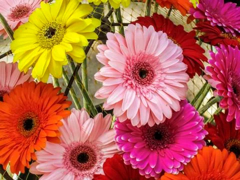 Gerbera flowers Foto stock