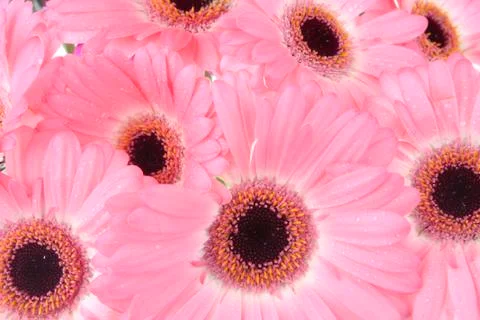 Gerbera flowers Stock Photos