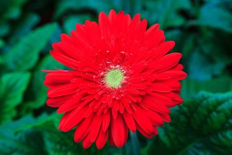 Gerbera flowers Stock Photos