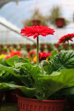 Gerbera flowers Stock Photos