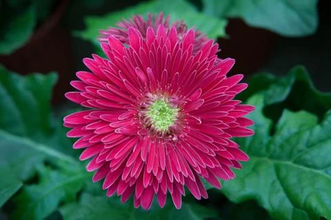 Gerbera flowers Stock Photos