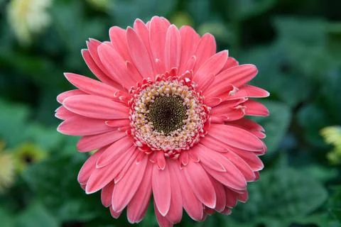 Gerbera flowers Stock Photos