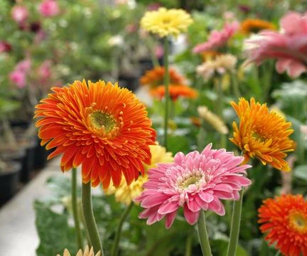 Gerbera flowers Stock Photos