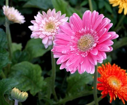 Gerbera flowers Stock Photos