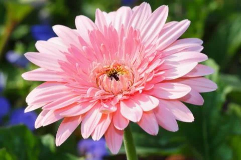 Gerbera flowers Stock Photos