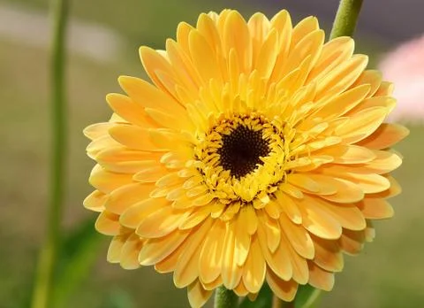 Gerbera flowers Stock Photos