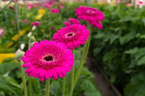 Gerbera flowers Stock Photos