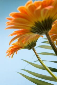 Gerbera flowers Stock Photos