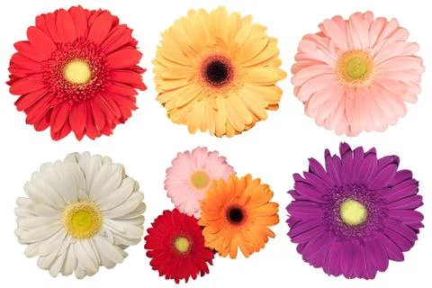 Gerbera flowers Stock Photos