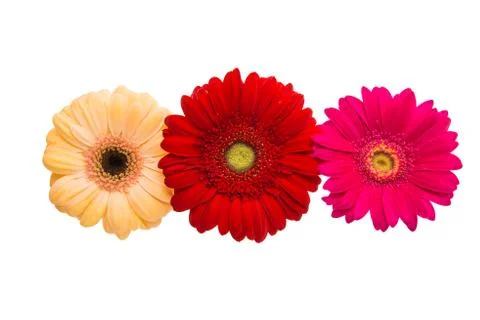 Gerbera flowers Stock Photos