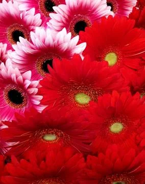 Gerbera flowers Stock Photos