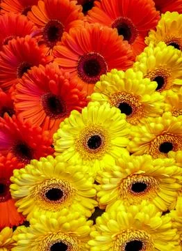 Gerbera flowers Stock Photos
