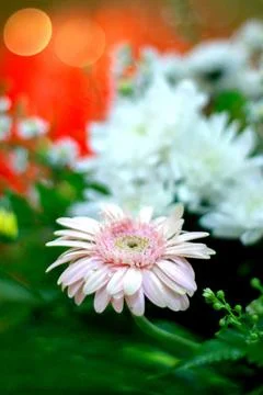 Gerbera flowers Stock Photos