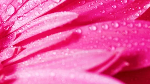 Gerbera flowers with water drops. Macro shooting Video stock 123282372