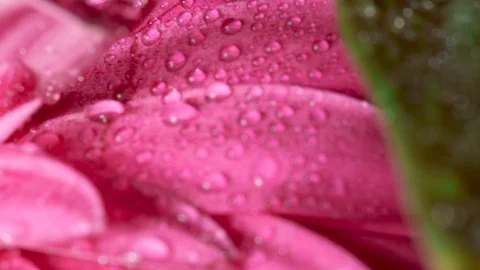 Gerbera flowers with water drops. Macro shooting Video stock 123282433