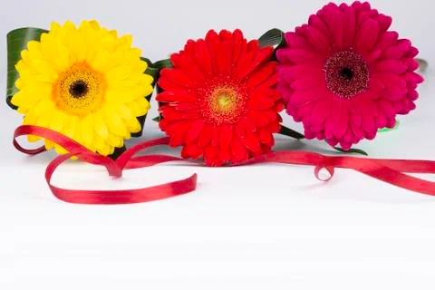 Gerbera flowers on a white background. Stock Photos