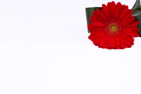 Gerbera flowers on a white background. Stock Photos