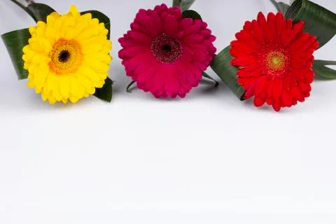 Gerbera flowers on a white background. Stock Photos