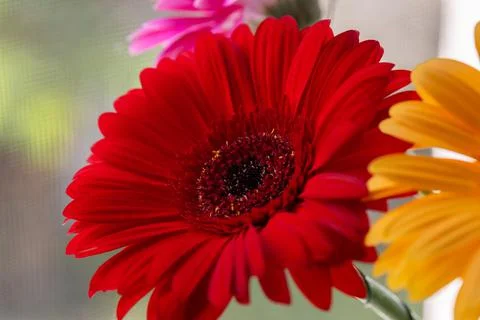 Gerbera flowers on the window Stock Photos