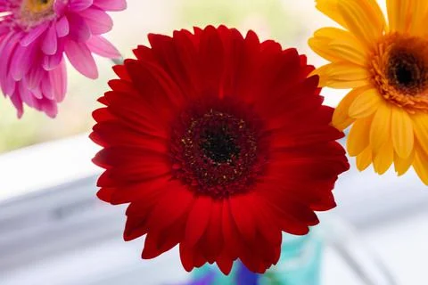 Gerbera flowers on the window Stock Photos