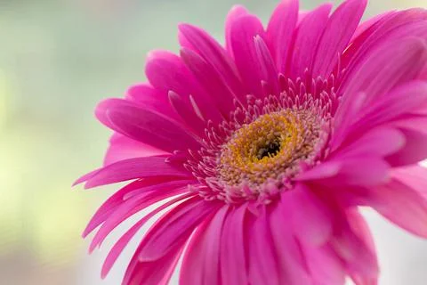 Gerbera flowers on the window Stock Photos