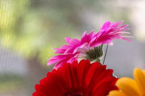 Gerbera flowers on the window Stock Photos
