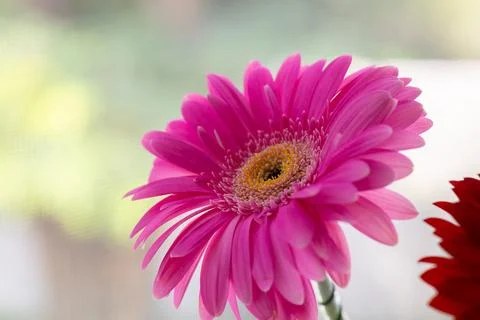 Gerbera flowers on the window Stock Photos