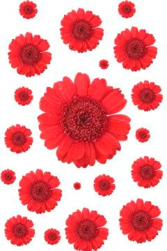 Gerbera flowes Stock Photos