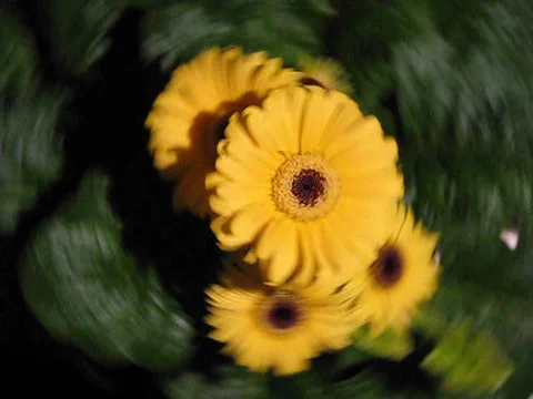 Gerbera Video stock 1059155