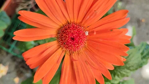 Gerbera Видео 162131738