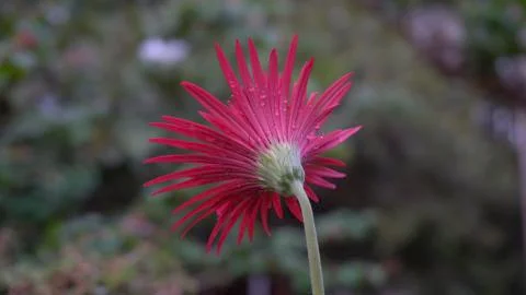 Gerbera in the garden.  Stock Photos