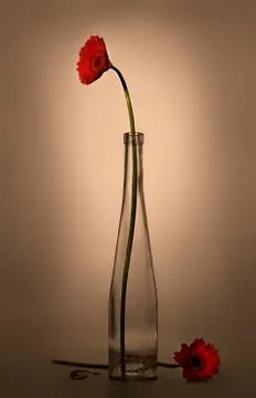 Gerbera in a glass vase (retro style) I. 스톡 사진