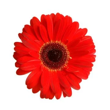Gerbera head Stock Photos