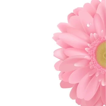 Gerbera Stock Illustration