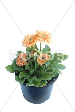 Gerbera isolated Stock Photos
