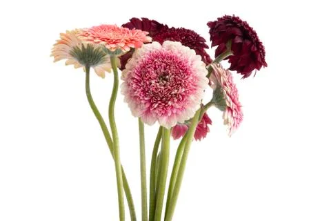Gerbera isolated Stock Photos