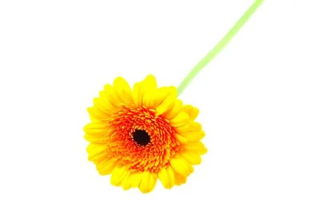 Gerbera isolated on white Foto stock