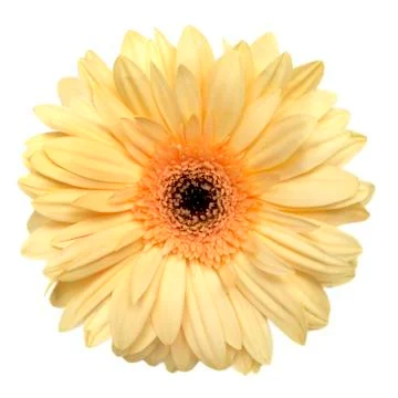 Gerbera isolated on white Stock Photos