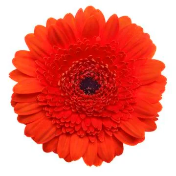 Gerbera isolated on white Stock Photos